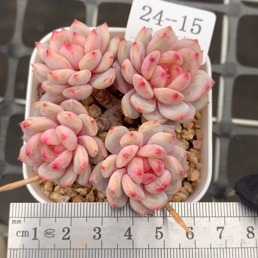 15。星星橙四头趴地老桩。