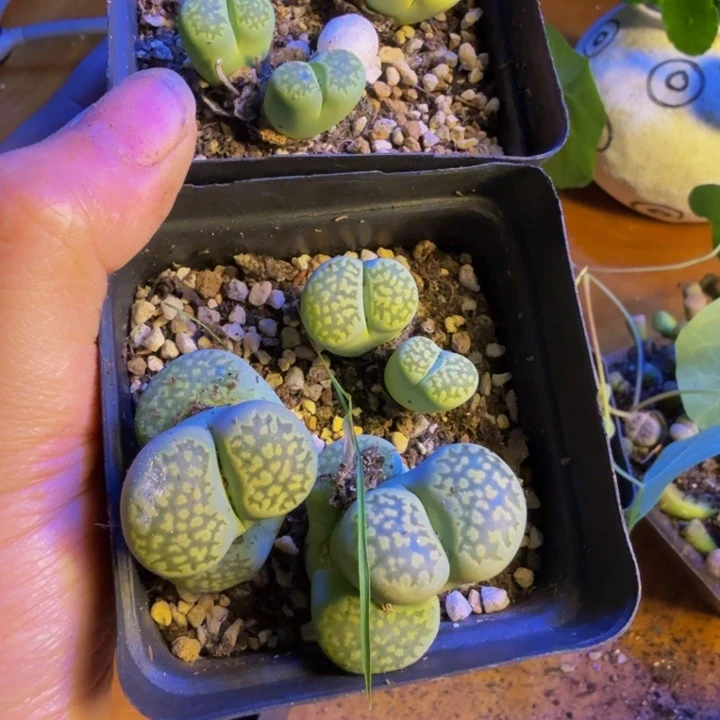 岩*生多肉植物和野生97