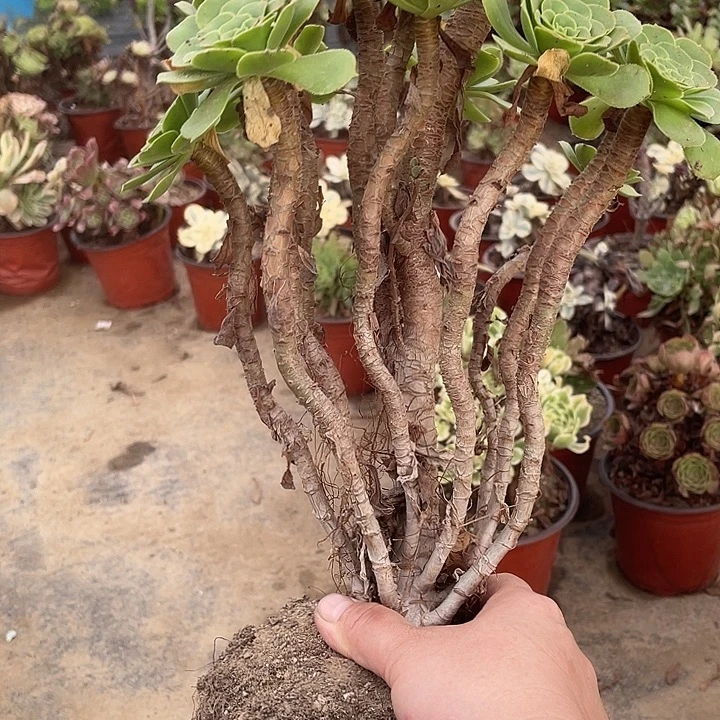 369路羊绒多肉植物福利