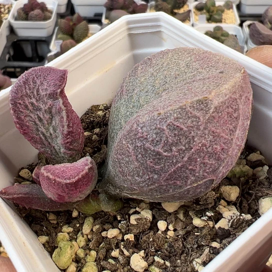 哈默猪肝超大母叶苗多肉植物