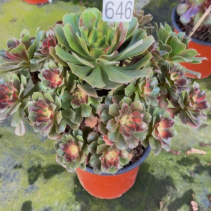 雨***弦00000000000646七彩