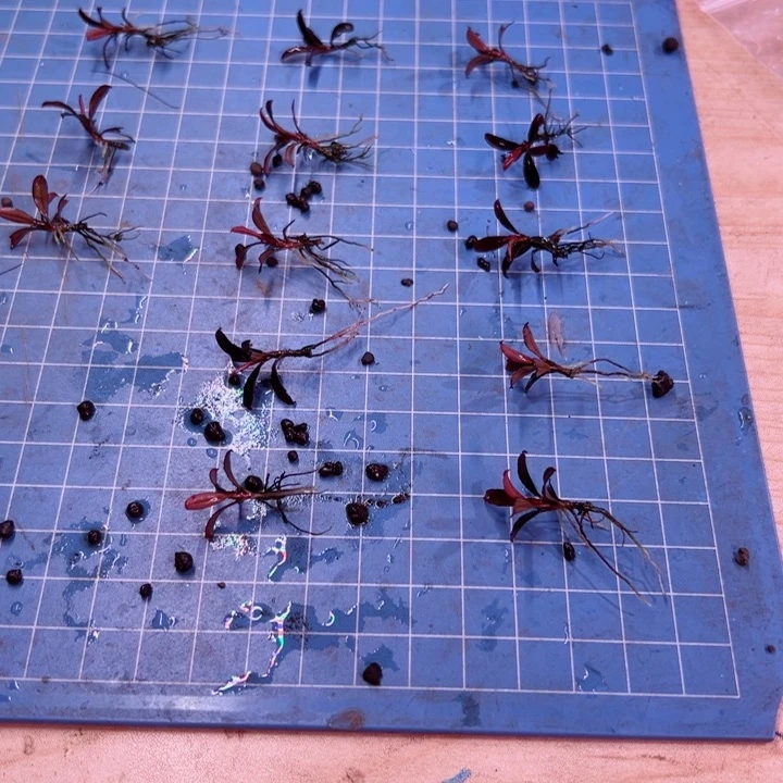 辣椒榕凤凰福利来了