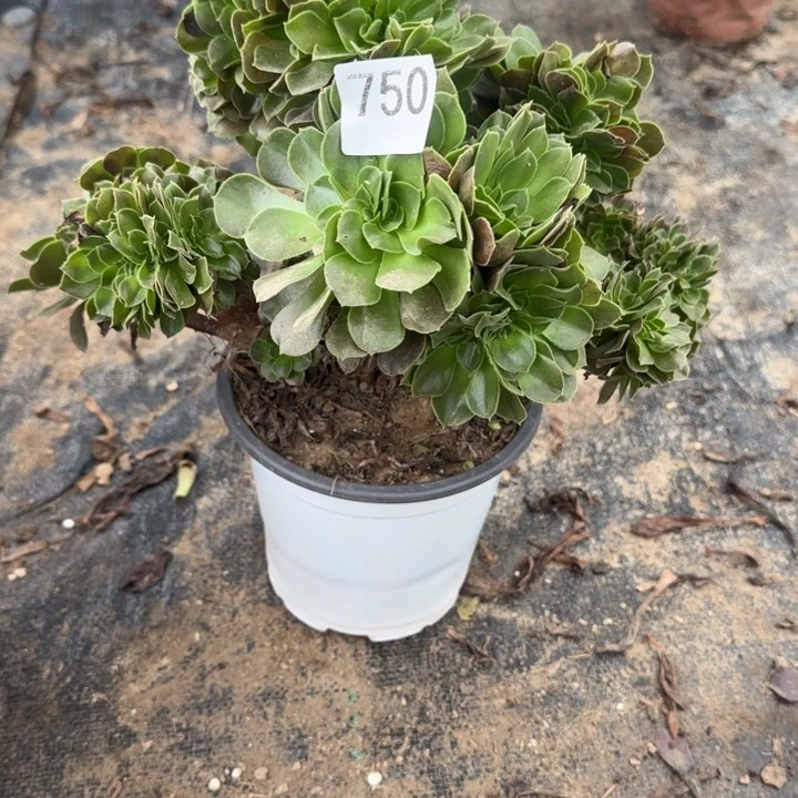 750两单包邮， 不包整散。