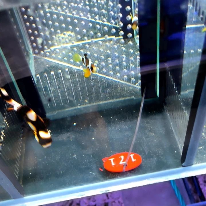 妞妞7+/6-68-171海水