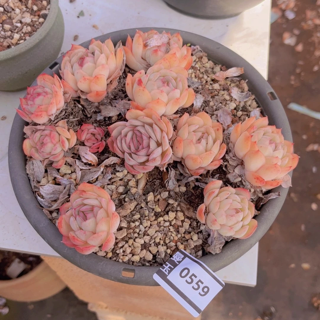 草莓冰不包售后0559