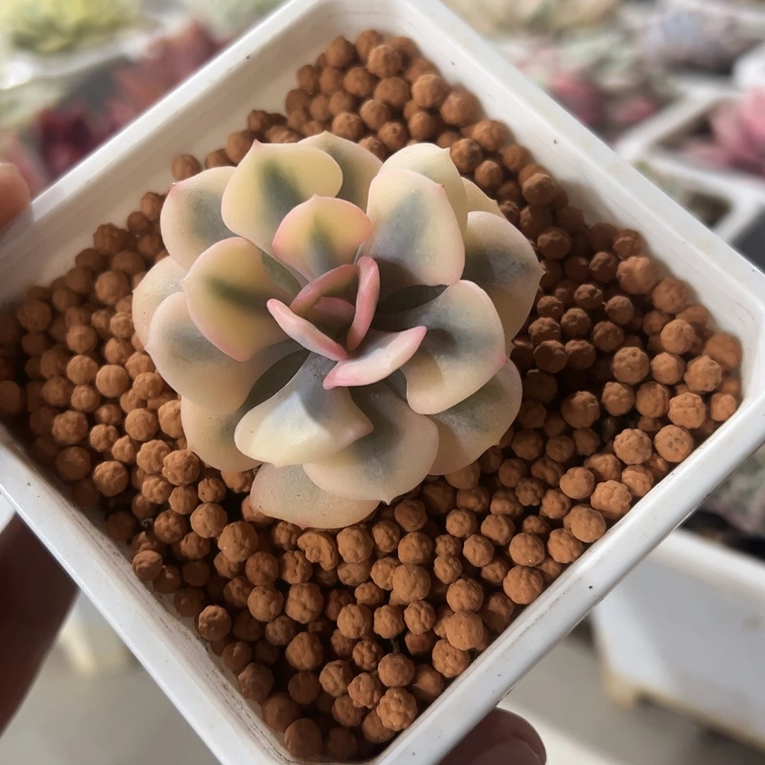 雪精灵锦多肉植物