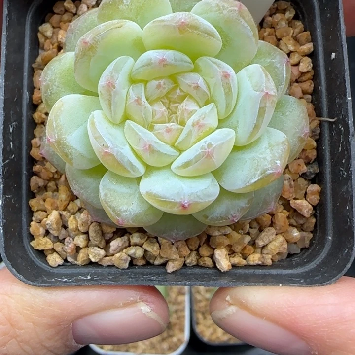 425号清浅风花雪月