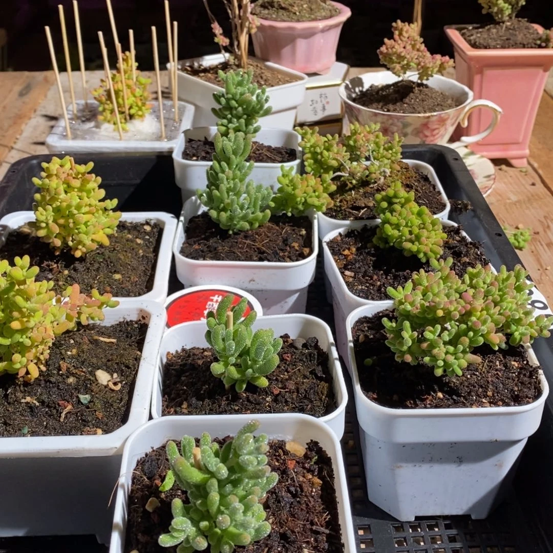 欧*枝干番杏多肉植物986