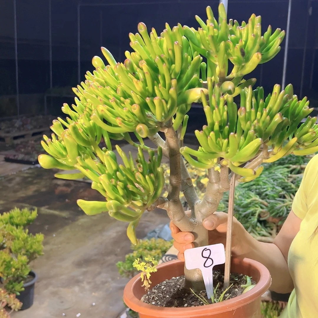 8 号吸财树，好养活