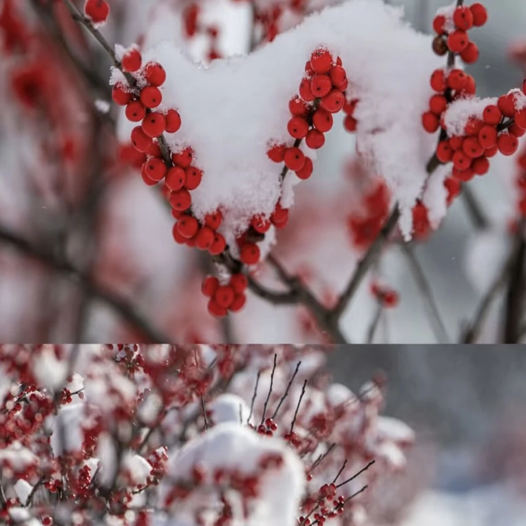 《北美冬青》年宵花奥斯特，庭院室内室外盆栽地栽，耐寒好养带红果