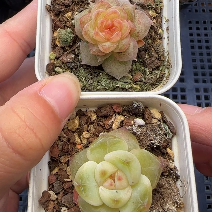 【满19.9包邮非偏远】095福利两颗