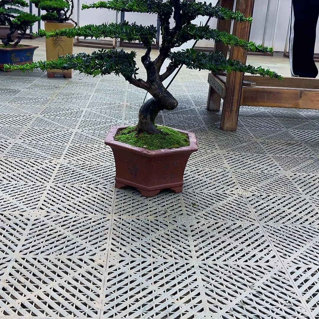 无花朵珍珠罗汉松造型盆景