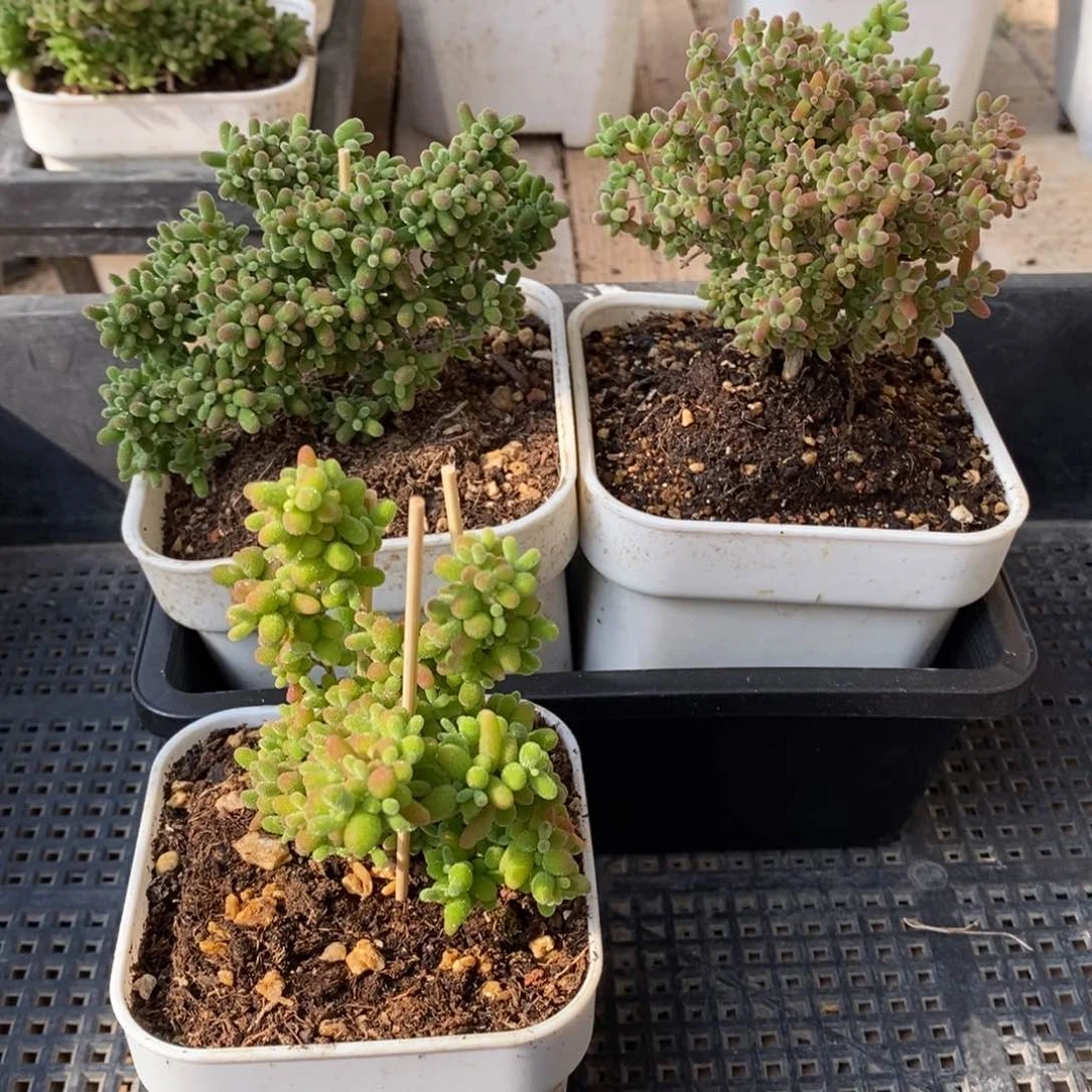 枝干番杏蜜桔糖球152