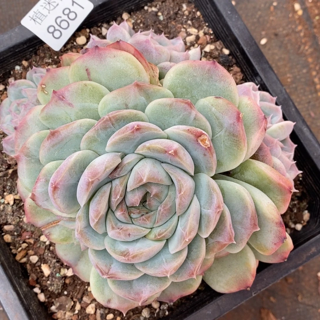 陌***绵杂交精品多肉8681~14厘米