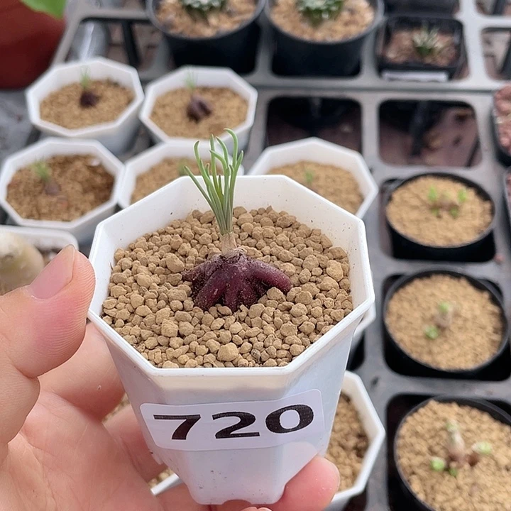 720方便面弹簧草植物