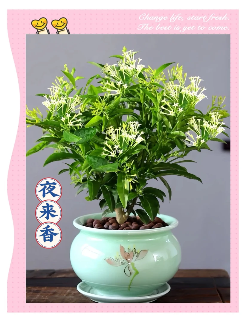 夜来香盆栽四季开花浓香驱蚊净化空气室内外好养花卉绿植