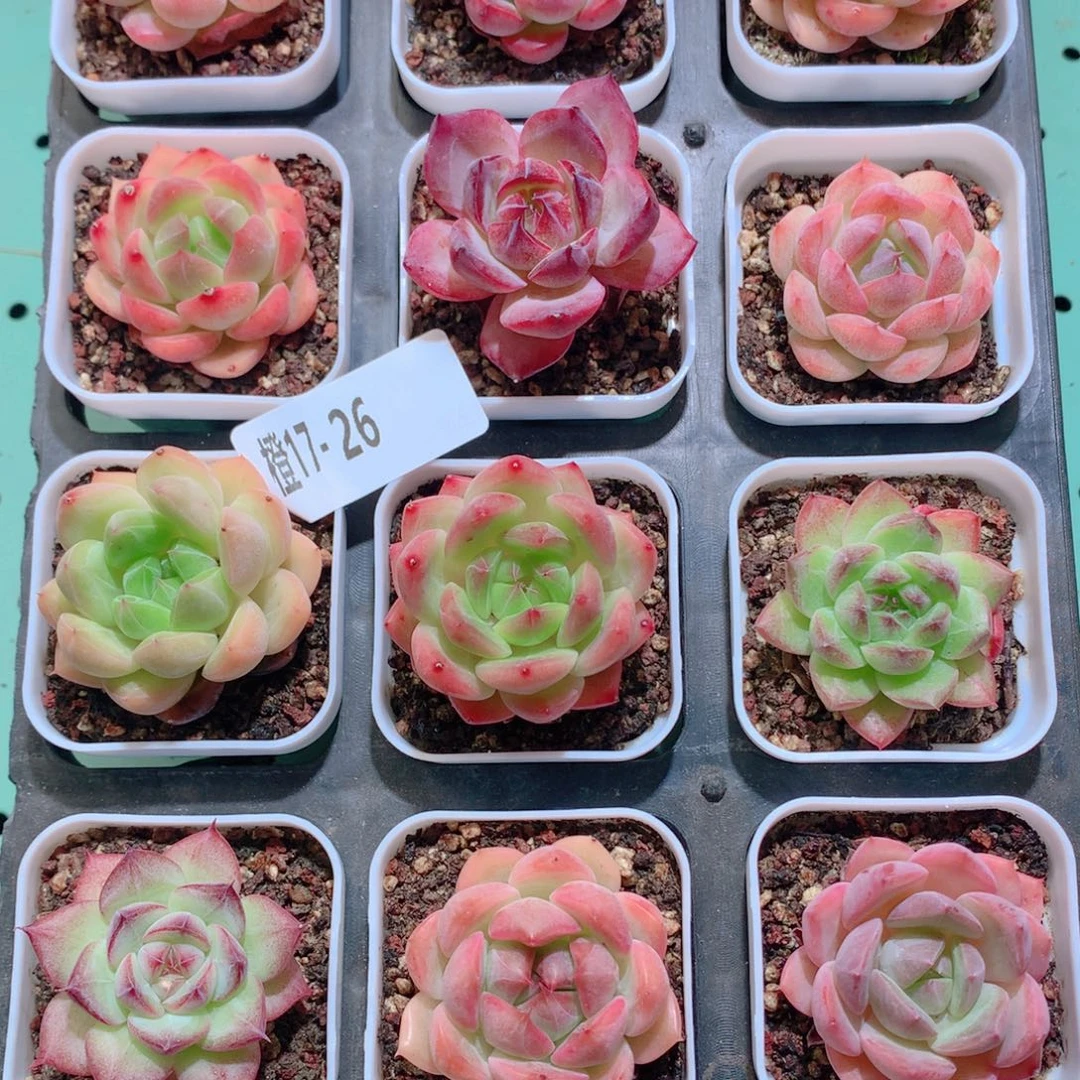 17-26一物一拍多肉带盆18颗