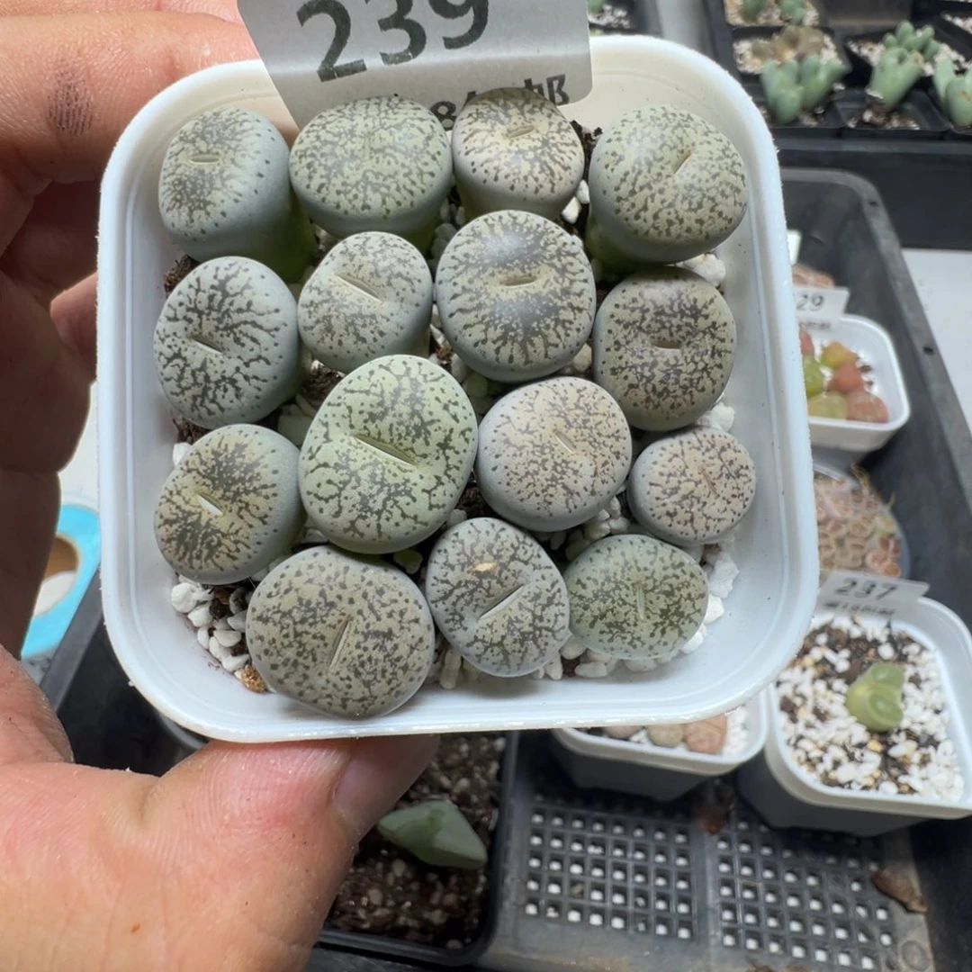 【闪购商品】 239。