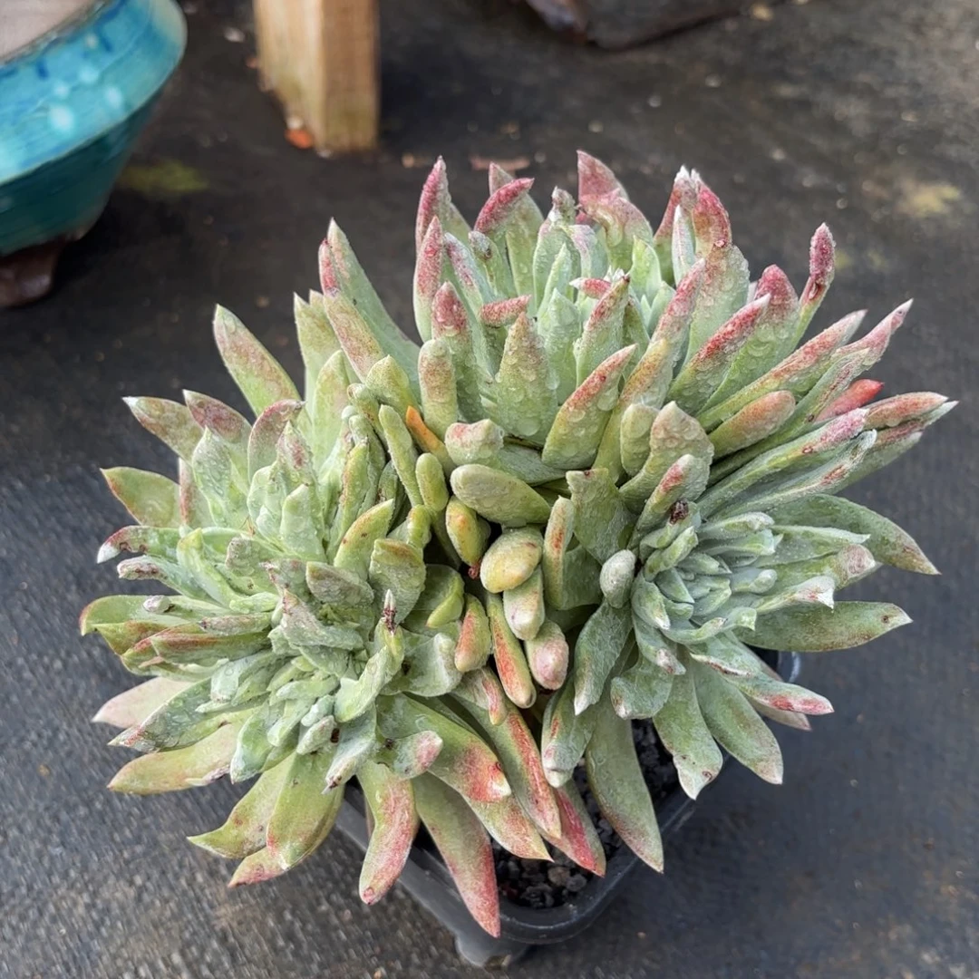 海瑟杂苹果叶，仙女杯多肉