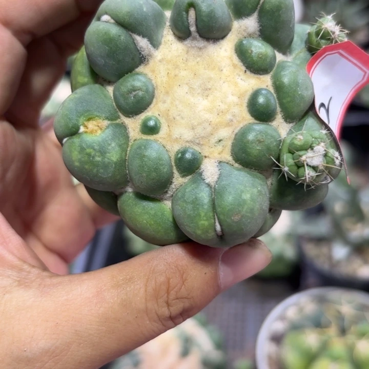 2有根象牙好养好活