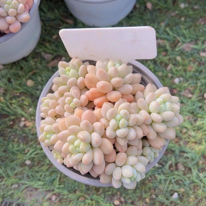 健健康康平平安安