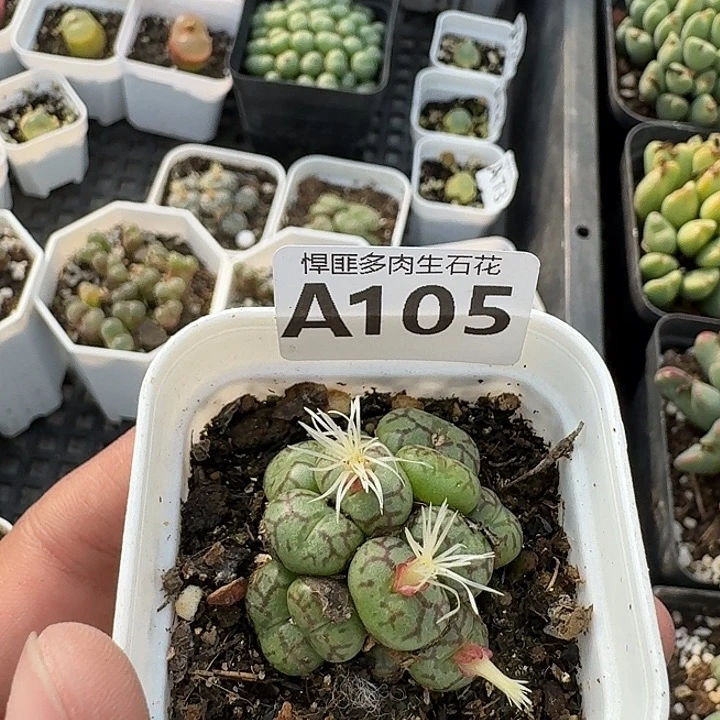 105多肉植物多肉植物