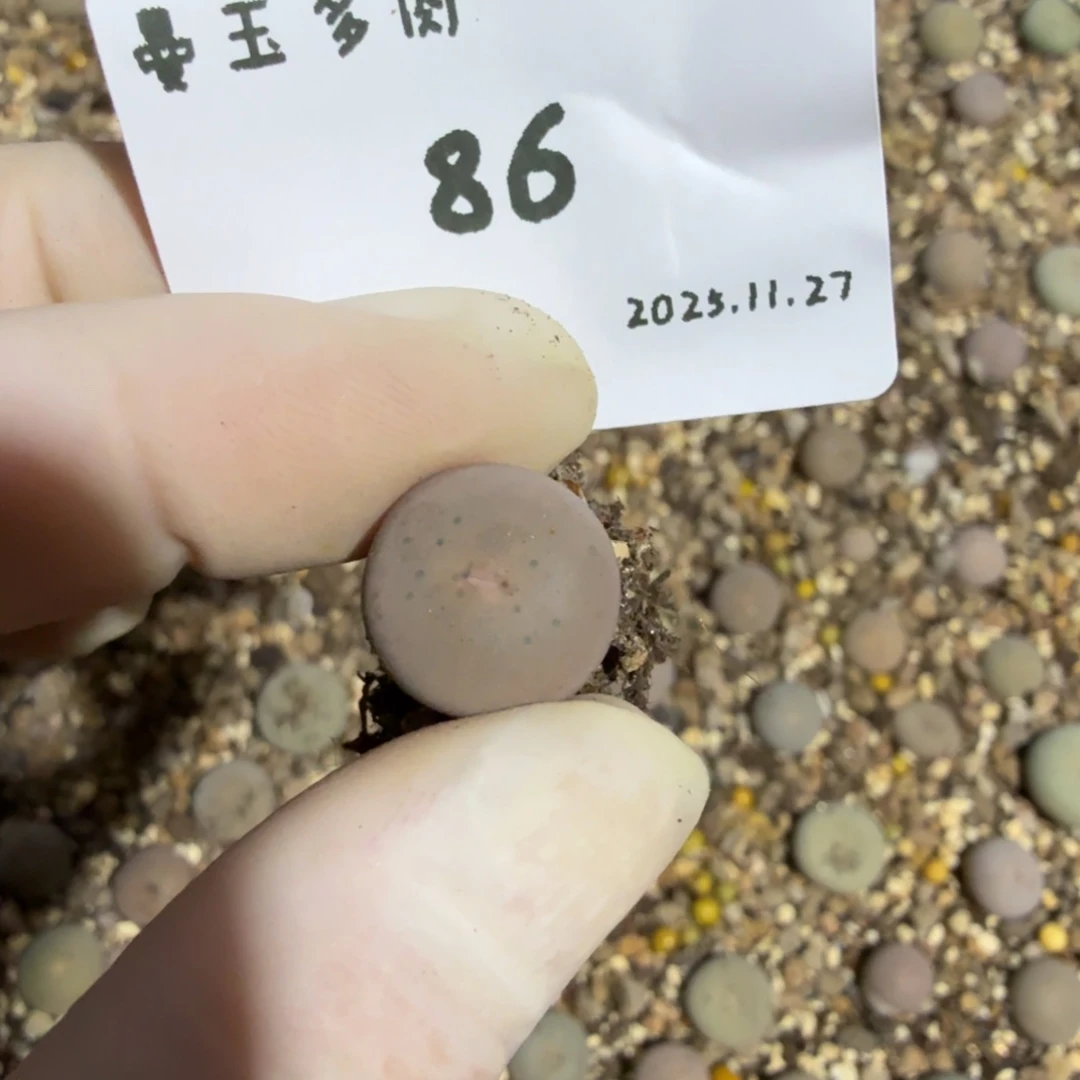 大***旭多肉多肉多肉11.27-086