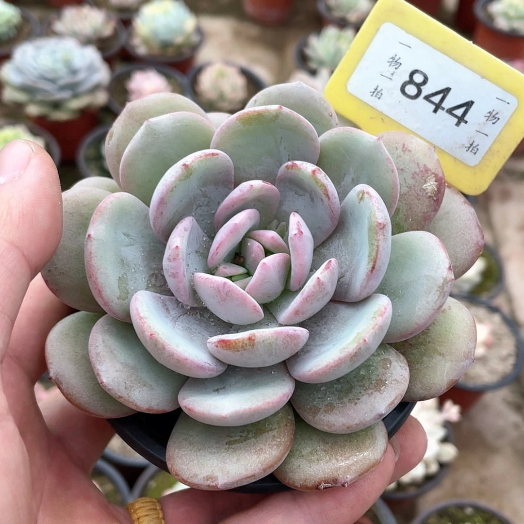 【闪购商品】淼*844号