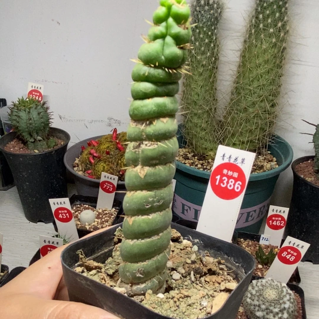 绿竹一棵仙人球66988