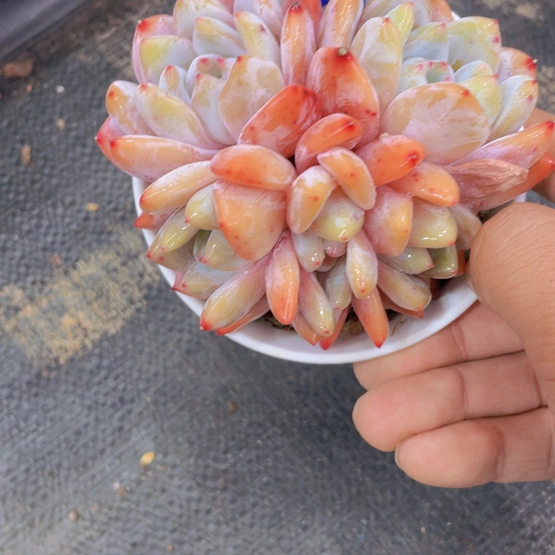 1091号韩橙母本朵朵缀