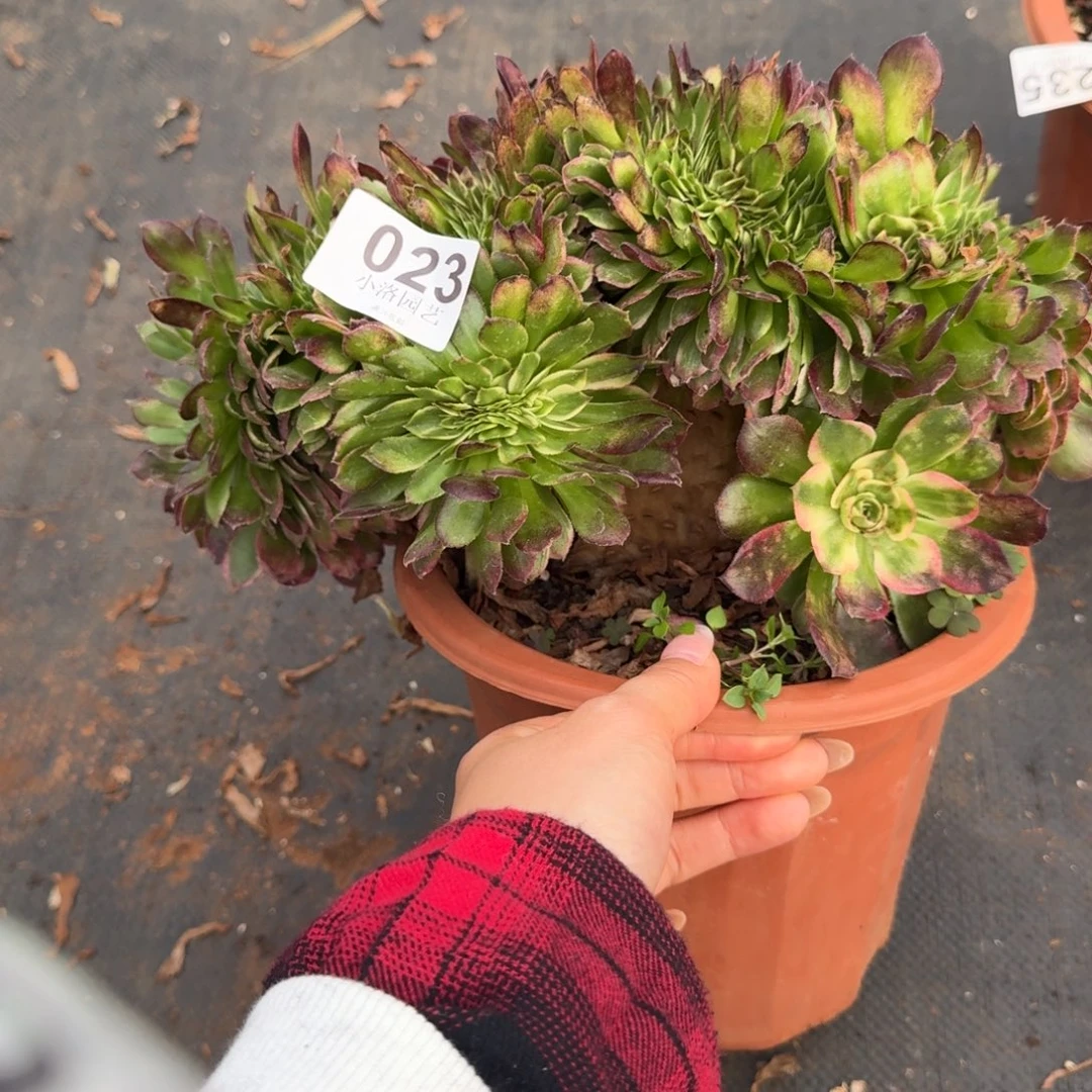 23海王缀化多肉植物满28包邮