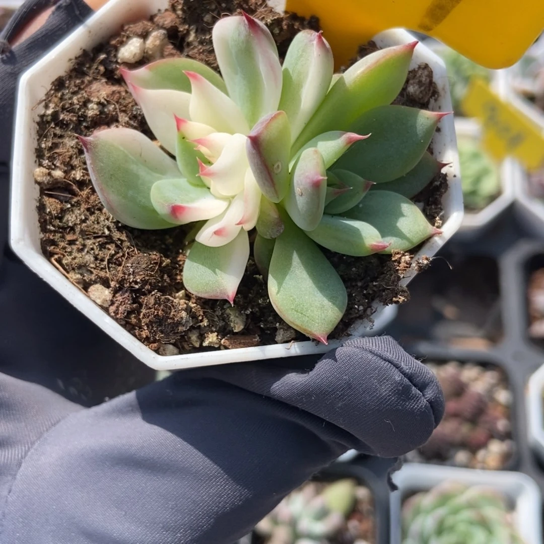 1607吉娃娃锦多肉植物