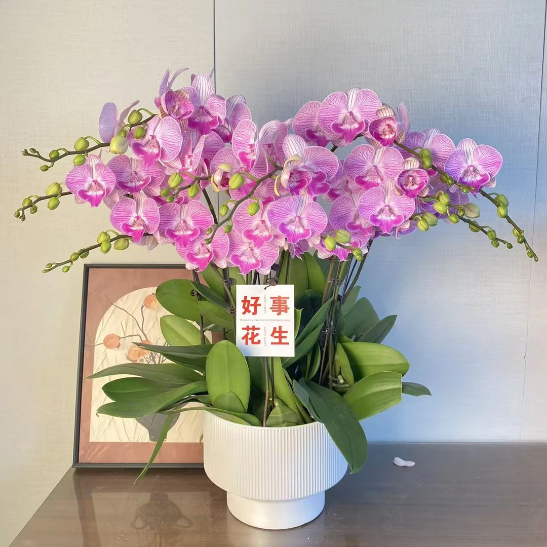 蝴蝶兰【爱丽丝】高端系桌面款年宵花 室内花卉绿植 佛山基地
