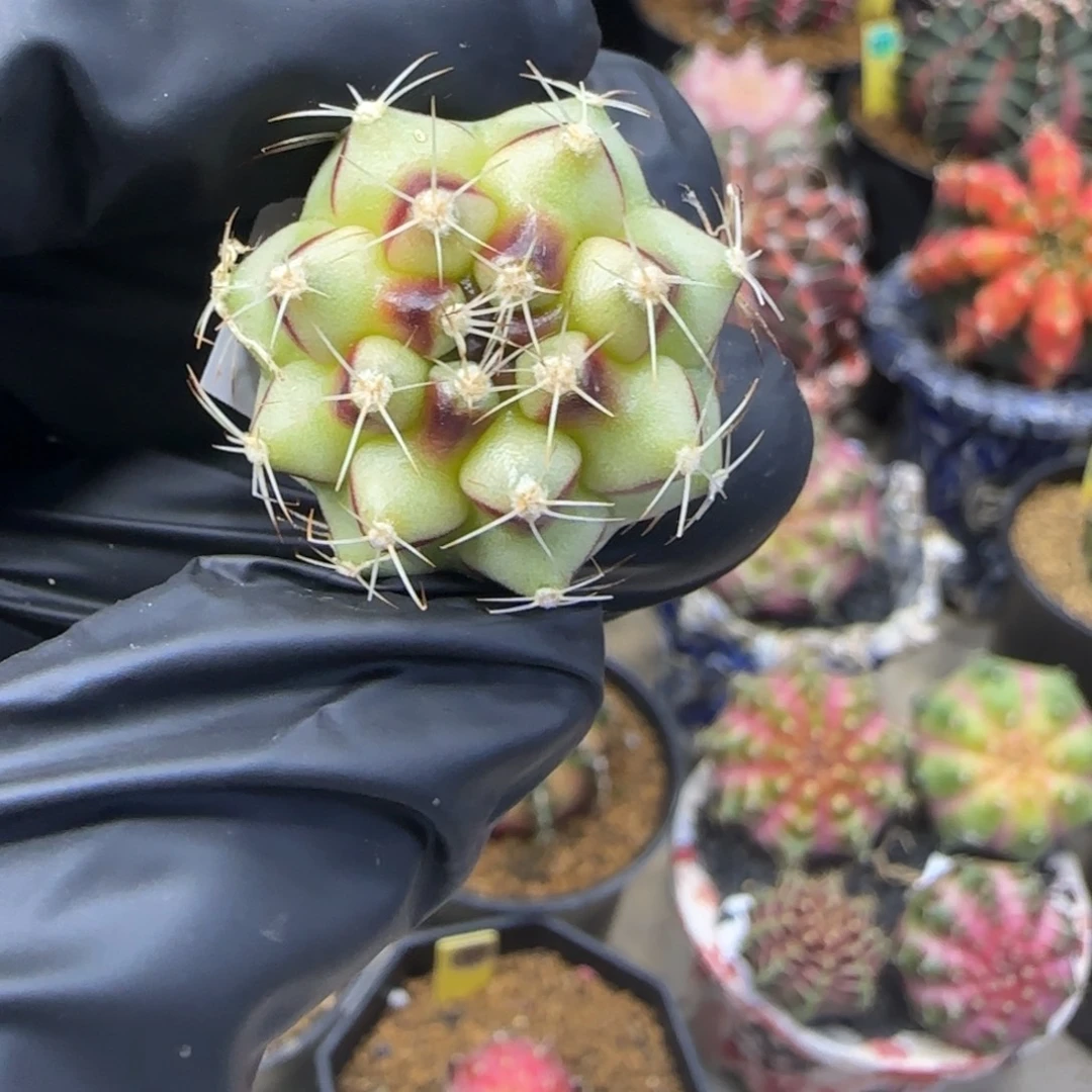 泰系名品侧芽烈焰红唇