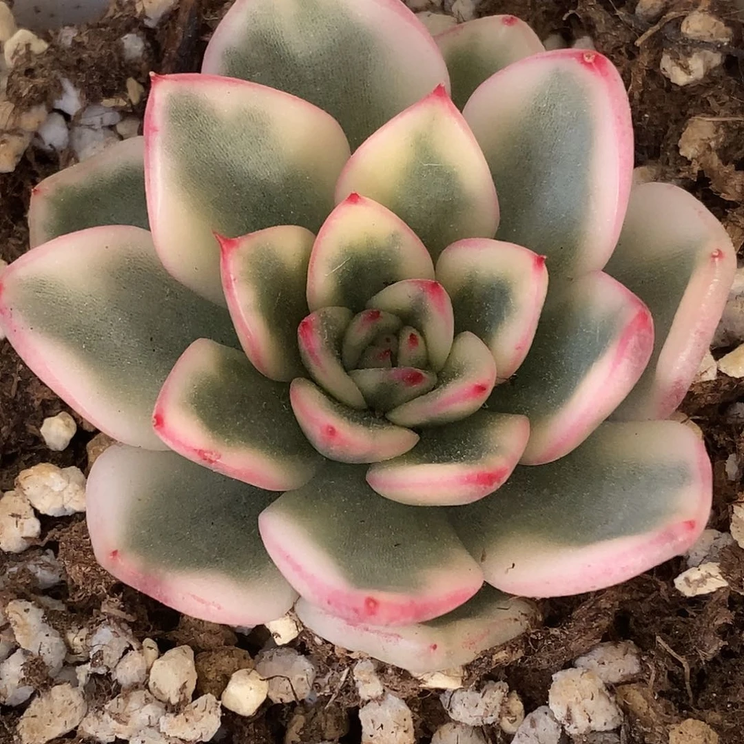 汉娜锦一物一拍，