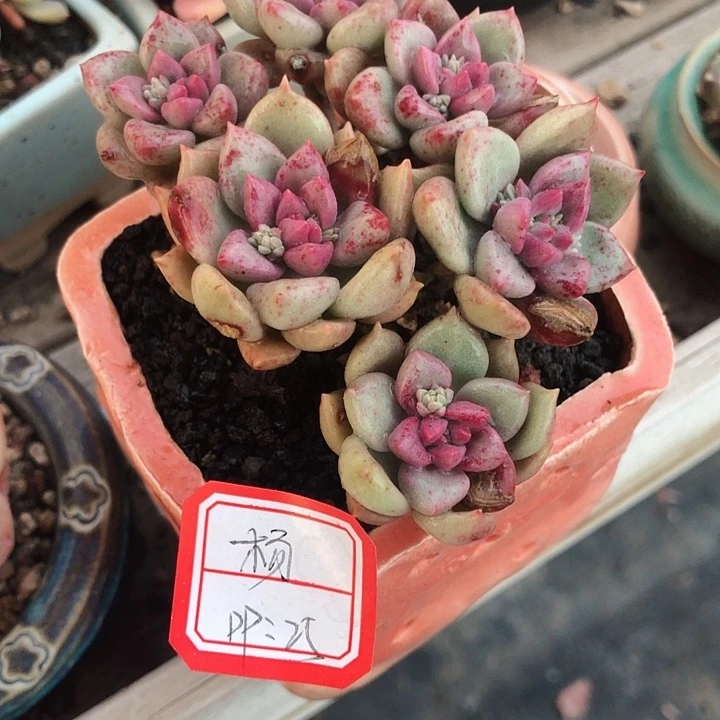 杨                   1个