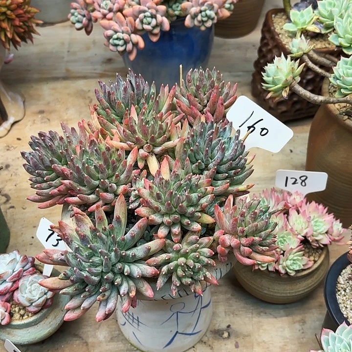 多肉植物，炫彩星160号