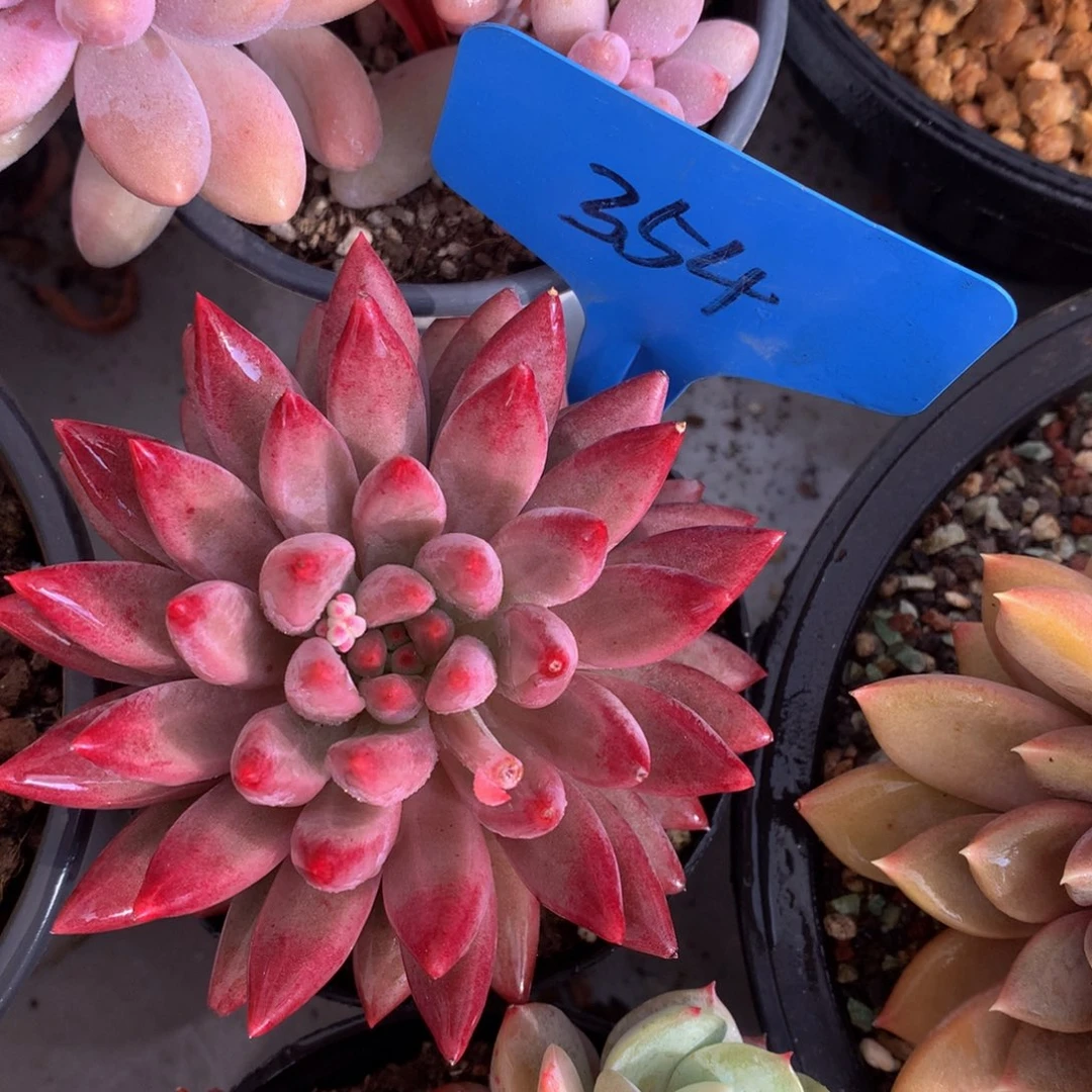 虞美人727277227272772