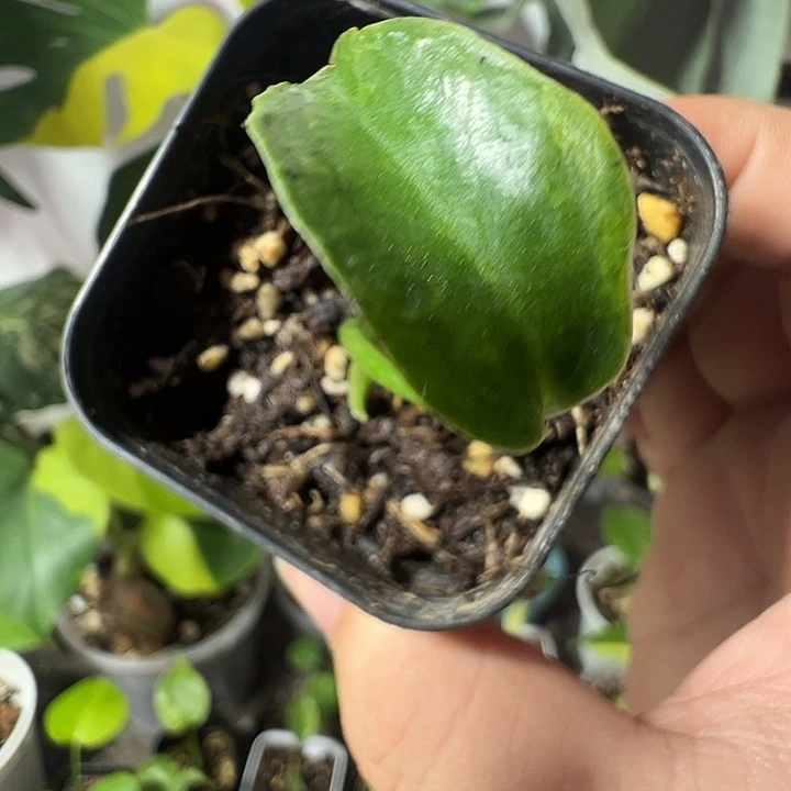 唐***想无花朵龟背竹种子苗