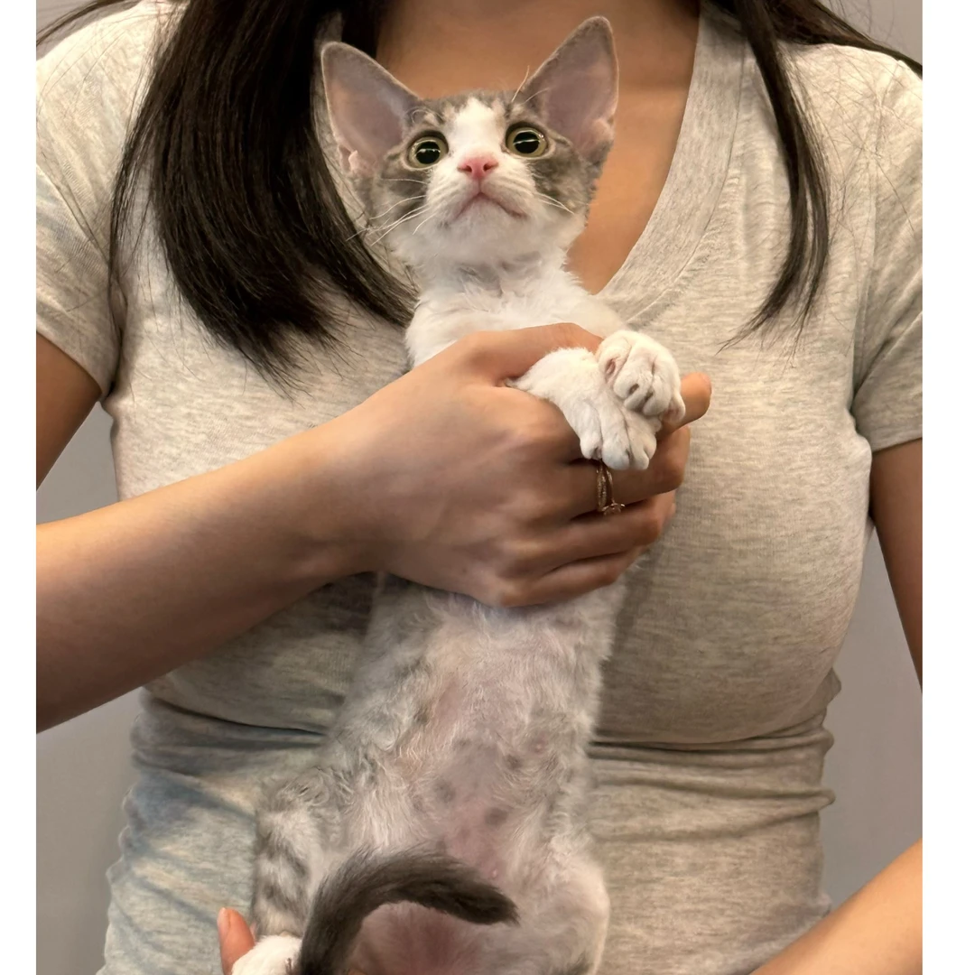 德文卷毛猫活体欧血幼猫蓝虎斑加白弟弟