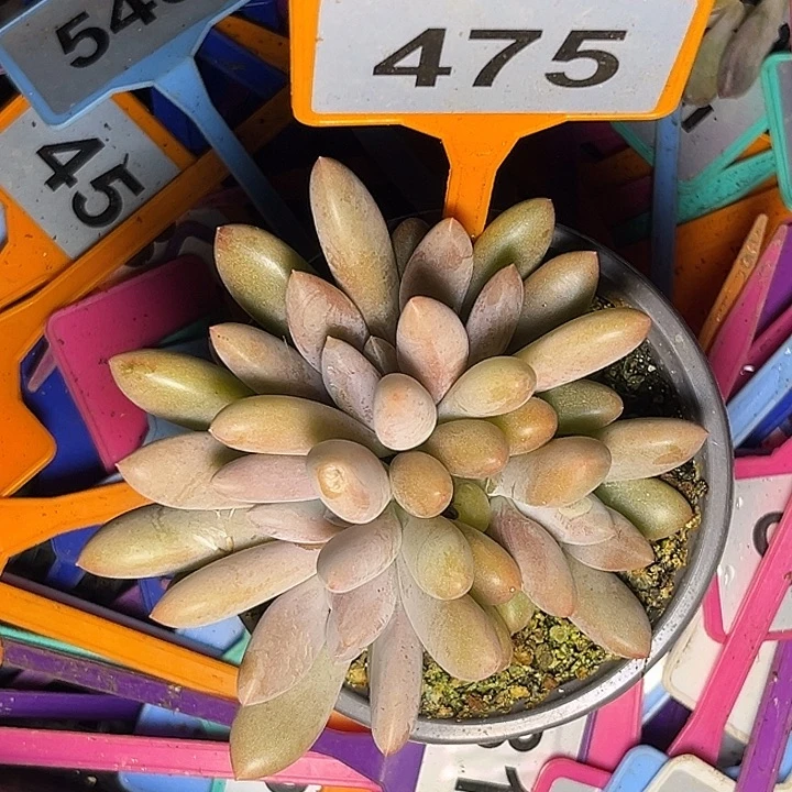 多肉植物原始虞美人475