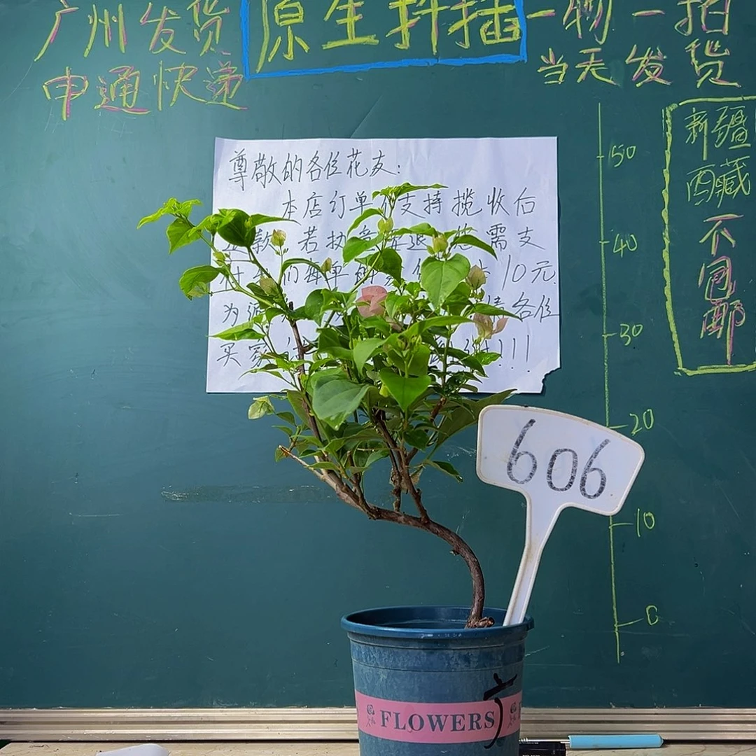 当前无花栽培后可以开花  广红樱 造型杆 606