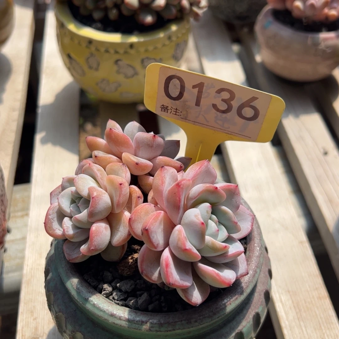 多肉植物维特群生