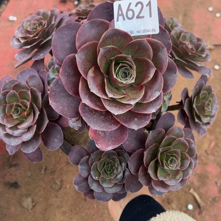 魅金多肉植物621.