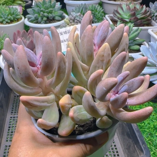 锦安精品多肉植物389