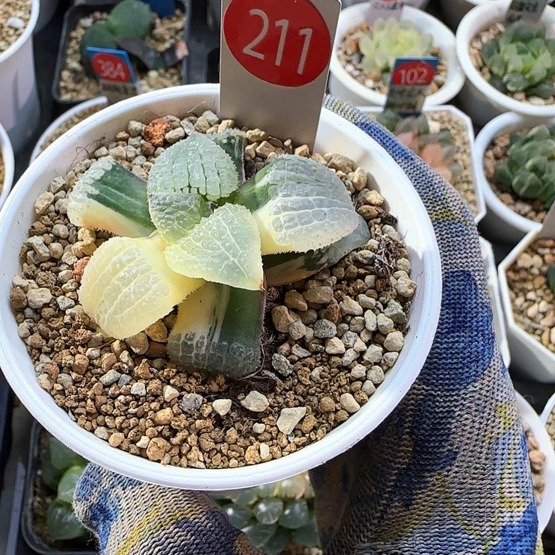 211天空之境锦 5.5 厘米左右一物一拍带盆发货