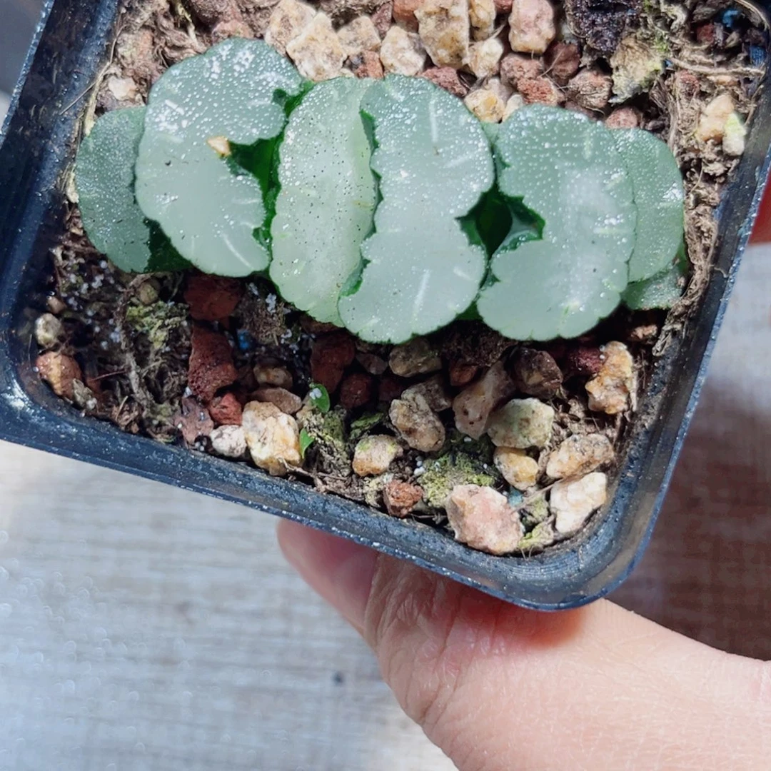 白熊玉扇多肉植物6666