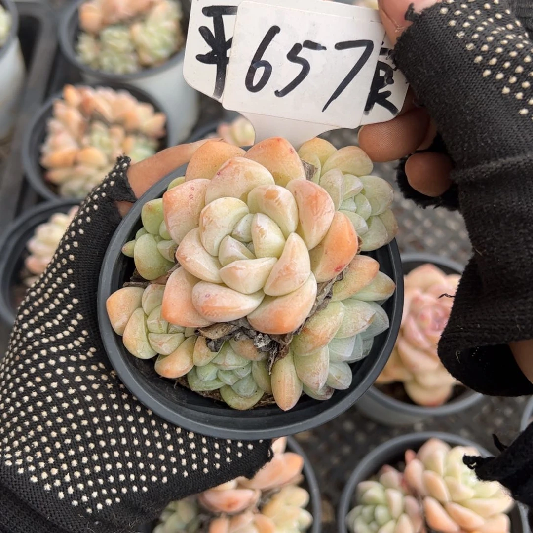 红陶?****?657号多肉植物