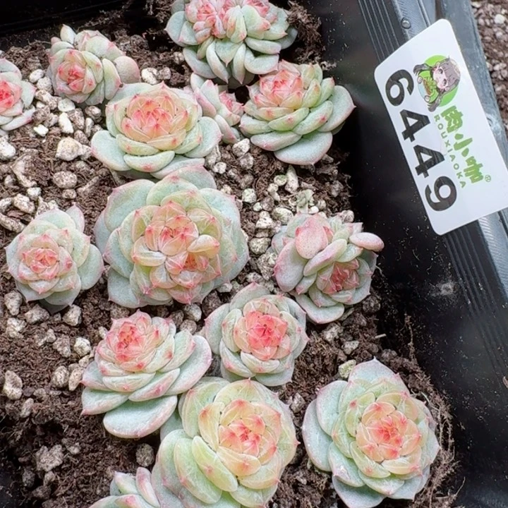 ?****浠多肉植物多肉植物