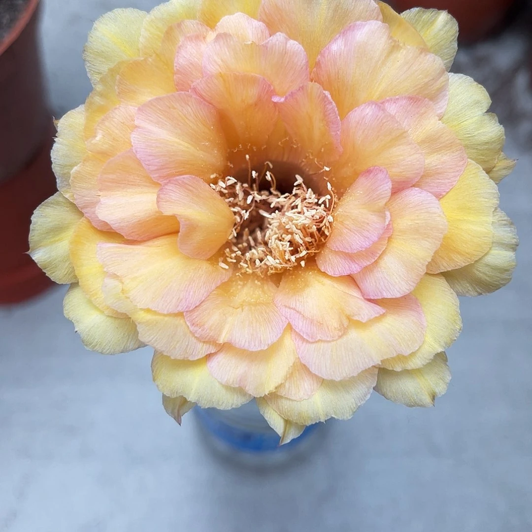 彩草暖芯测芽4.5-5公分左右